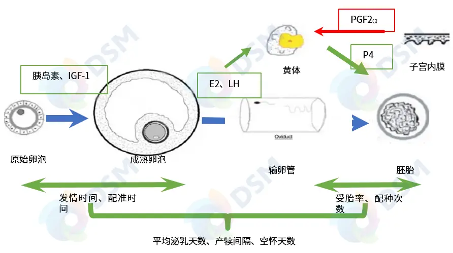 微量元素硒的作用