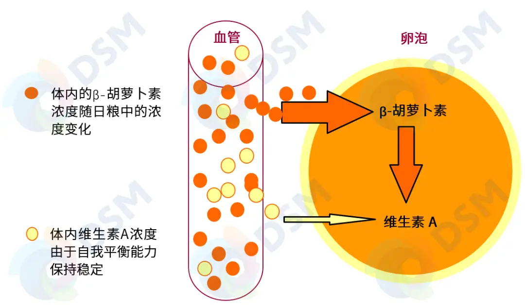 微量元素硒的作用