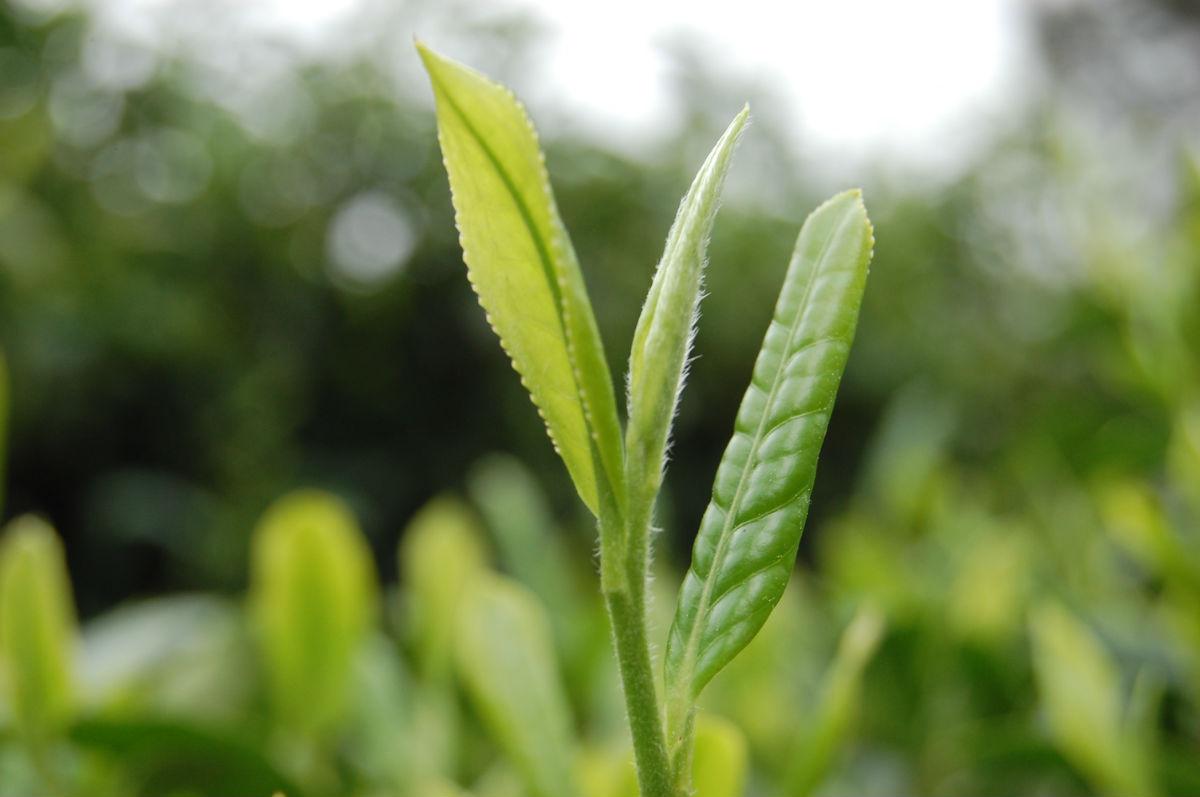 富硒茶翠芽毛峰银针