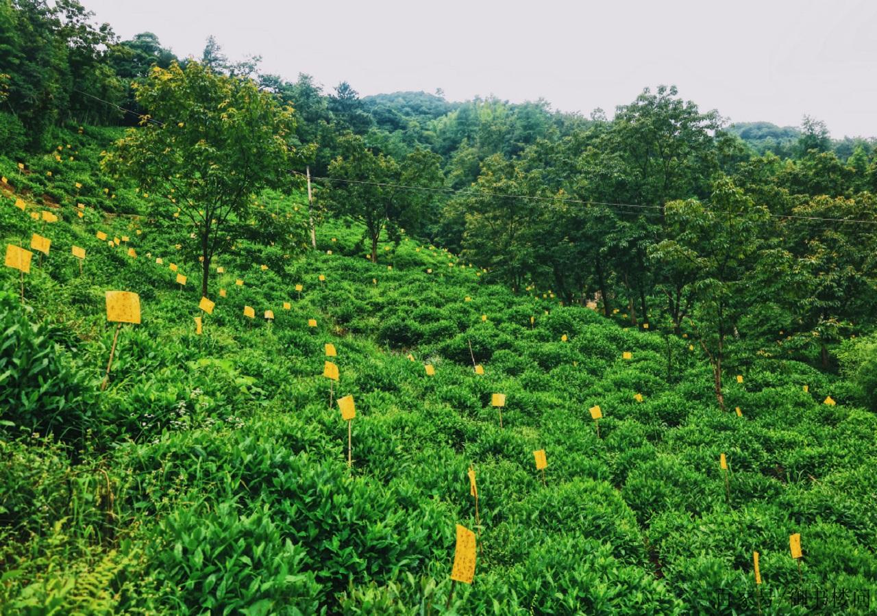 富硒茶翠芽毛峰银针