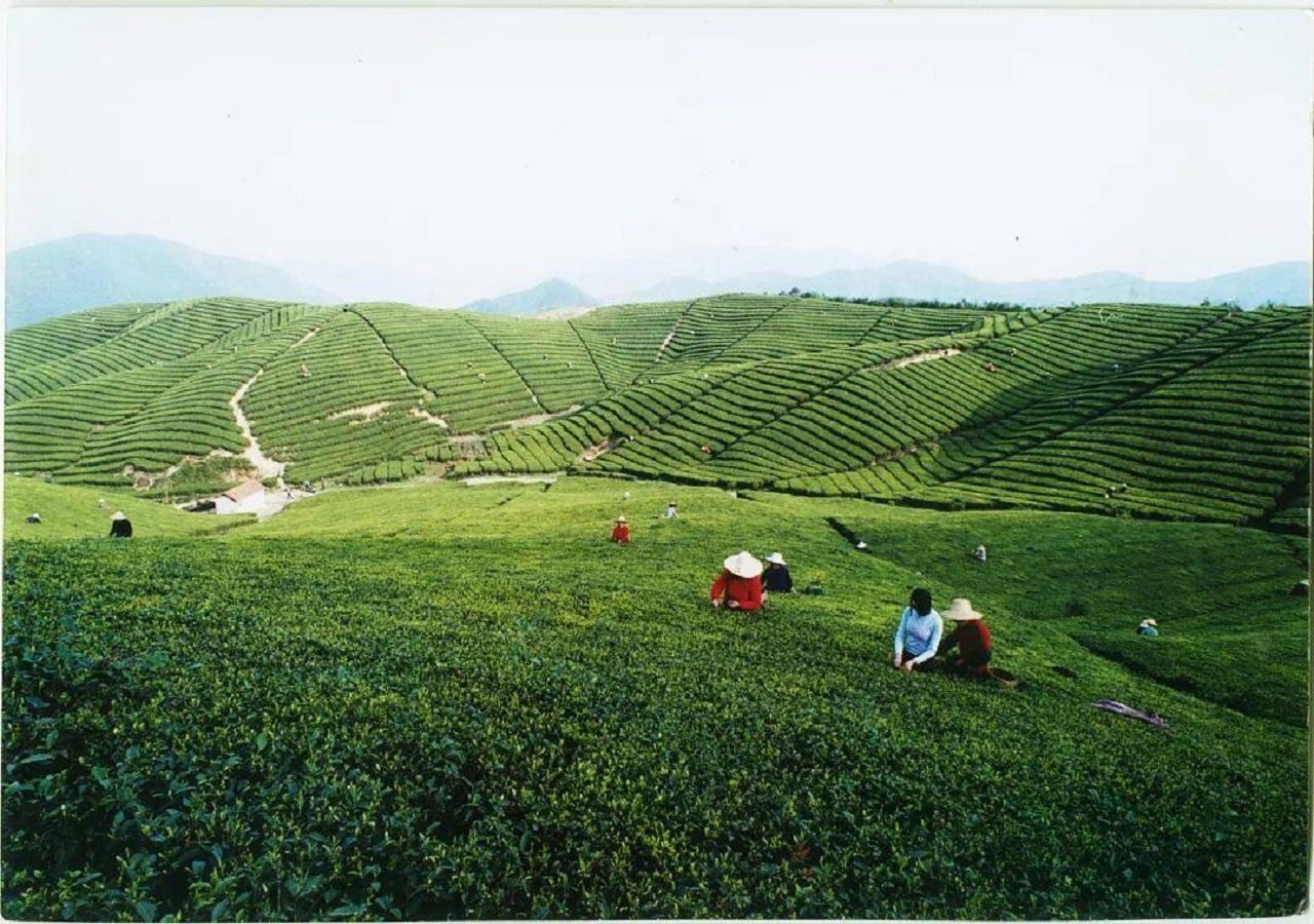 富硒茶翠芽毛峰银针