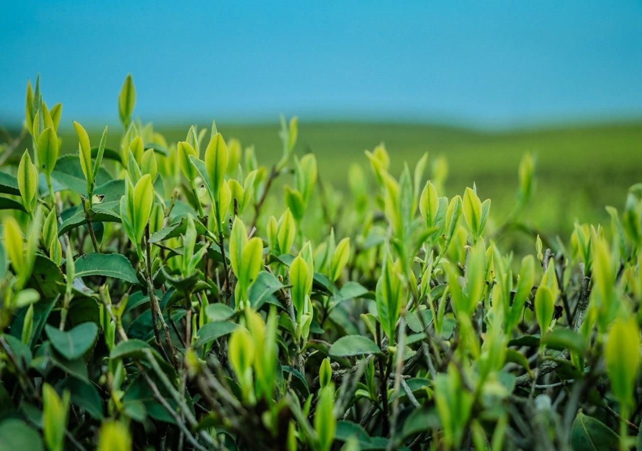 富硒茶翠芽毛峰银针