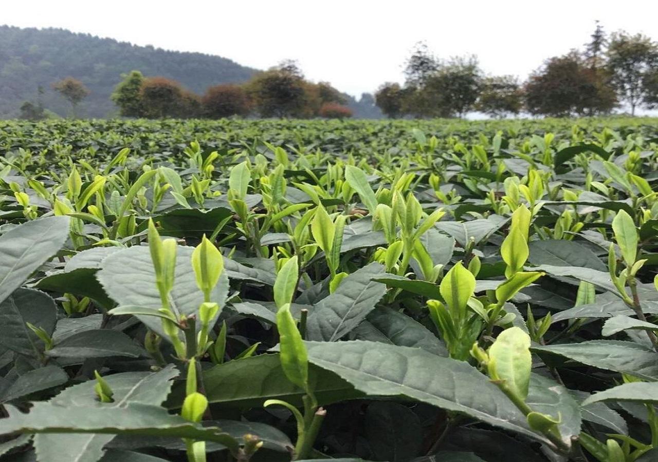 富硒茶翠芽毛峰银针