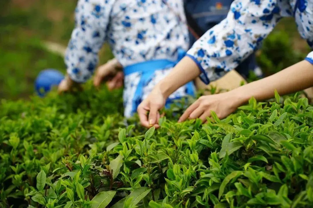 辽宁富硒普洱茶加工