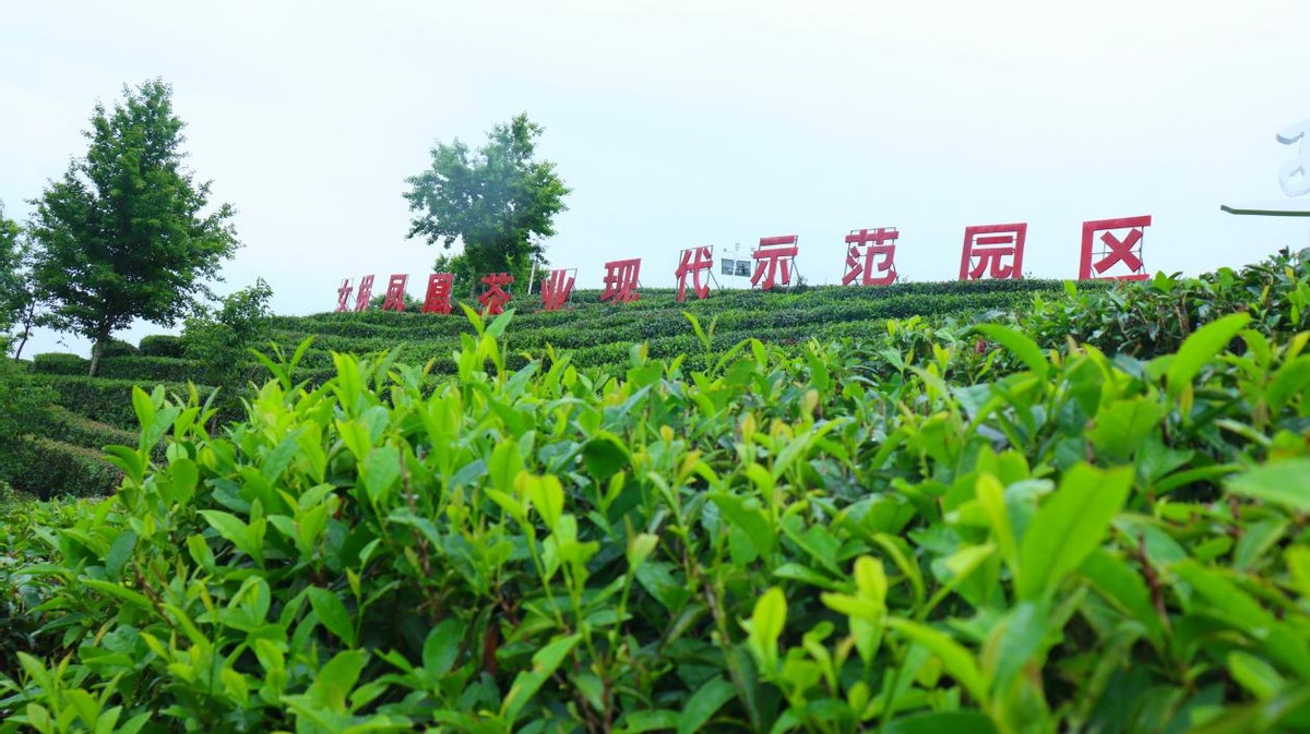 陕西安康富硒茶照片