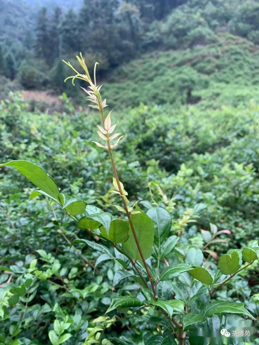 富硒霉茶有什么功效