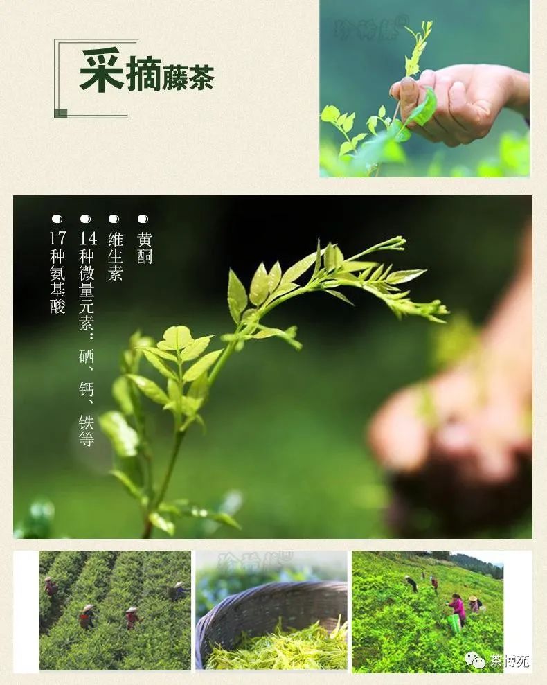 富硒霉茶有什么功效