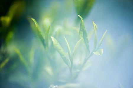 富硒茶翠芽毛峰银针