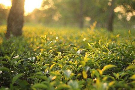 富硒茶翠芽毛峰银针