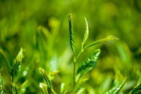 富硒茶翠芽毛峰银针