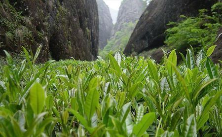 富硒茶翠芽毛峰银针