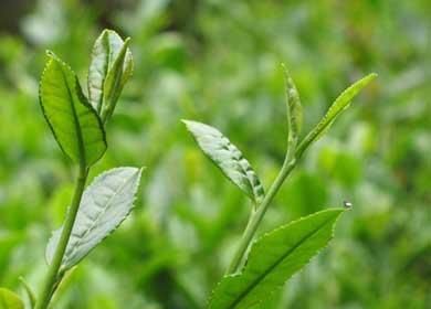 富硒茶翠芽毛峰银针