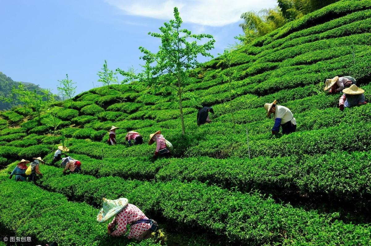 富硒茶翠芽毛峰银针