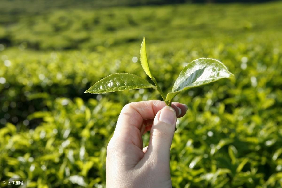 富硒茶翠芽毛峰银针