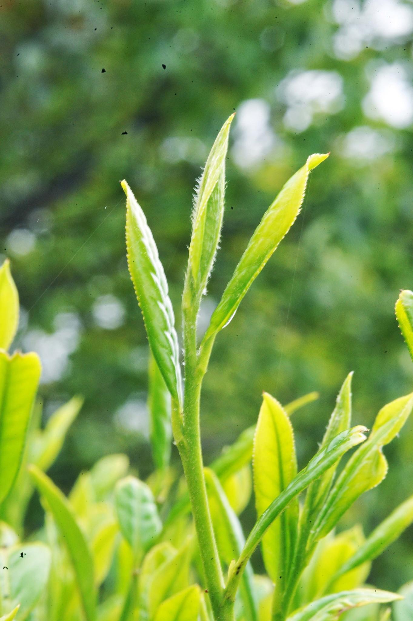 蓝芝茶业富硒有机茶