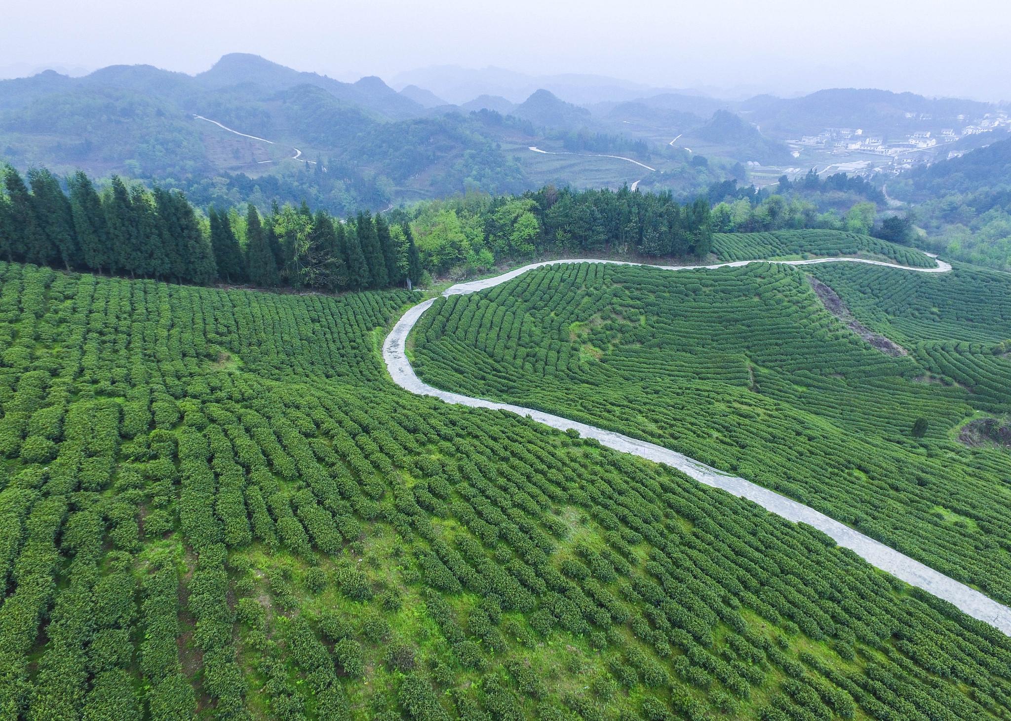 蓝芝茶业富硒有机茶