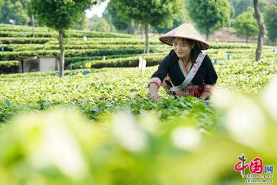 富硒普洱茶种植面积