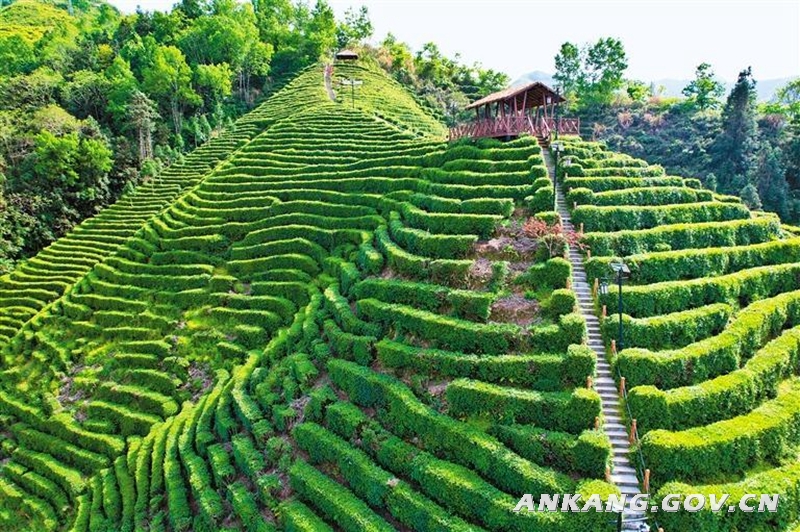 富硒茶陕南汉中绿茶