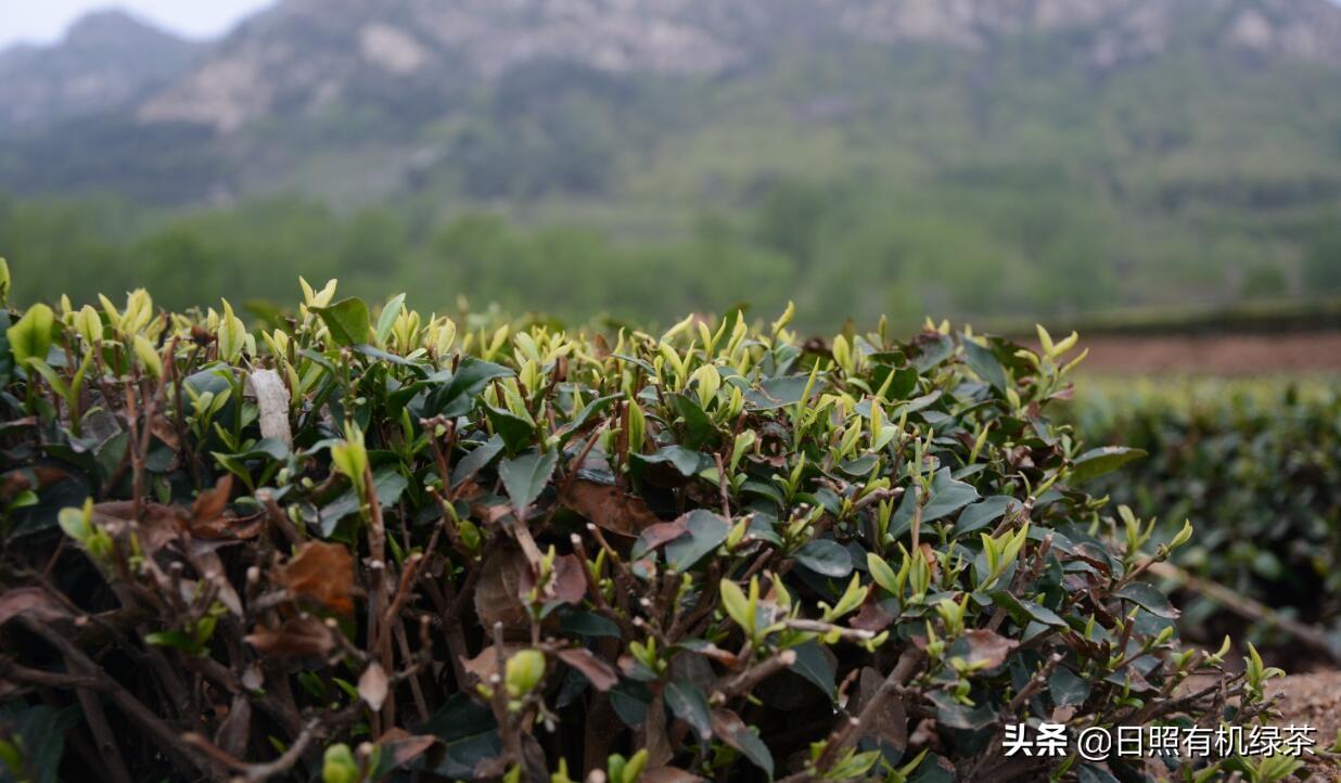 日照绿茶富硒明前茶