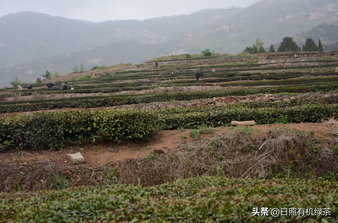 日照绿茶富硒明前茶