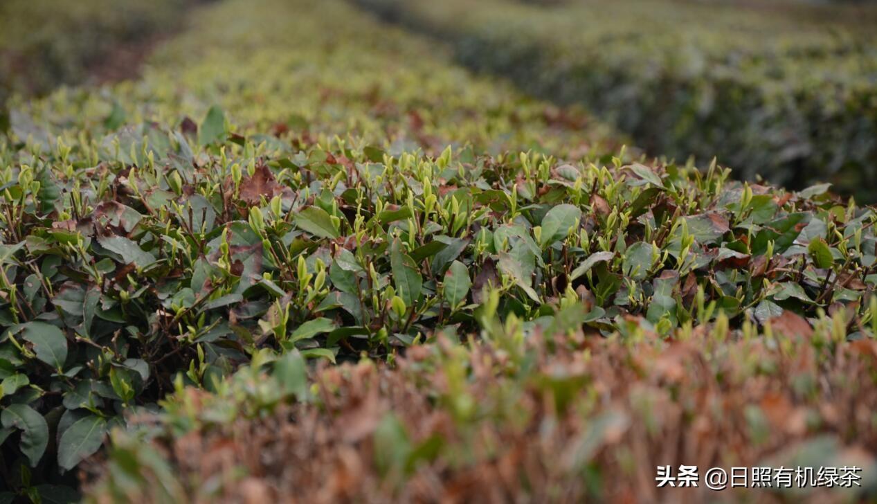 日照绿茶富硒明前茶