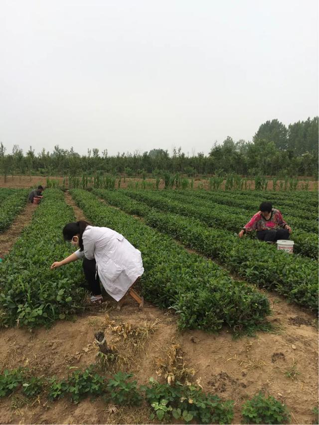 日照绿茶富硒明前茶