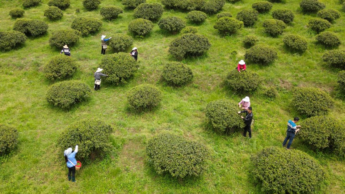 紫阳富硒茶焕古茶叶