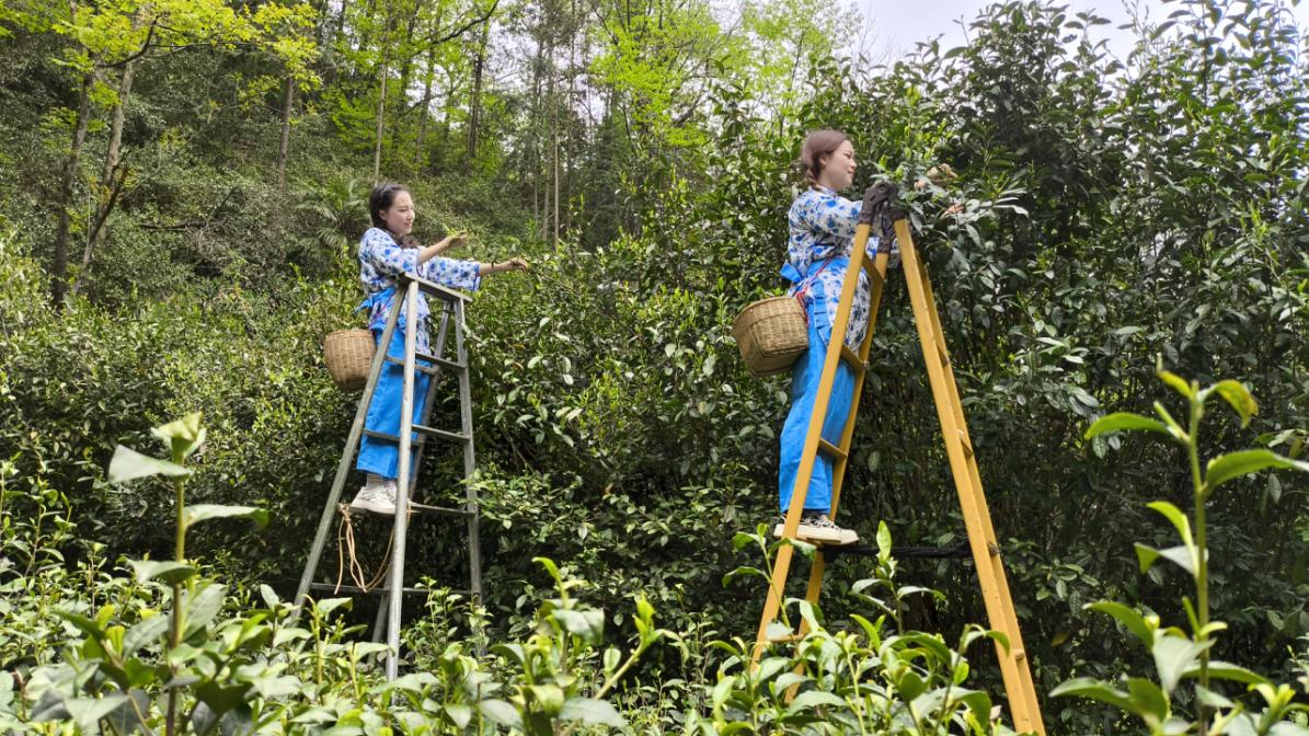 紫阳富硒茶焕古茶叶