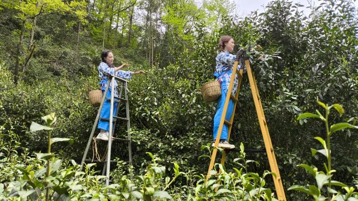 紫阳富硒茶焕古茶叶