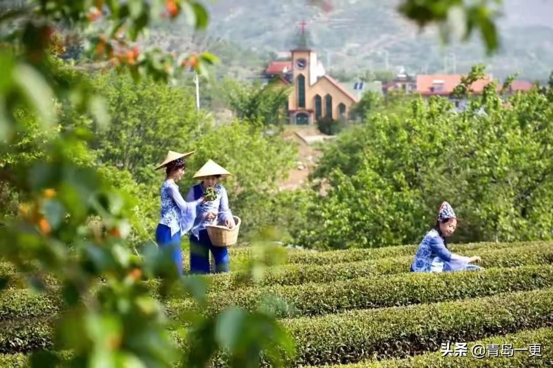 日照绿茶富硒明前茶