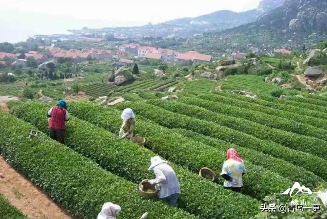 日照绿茶富硒明前茶