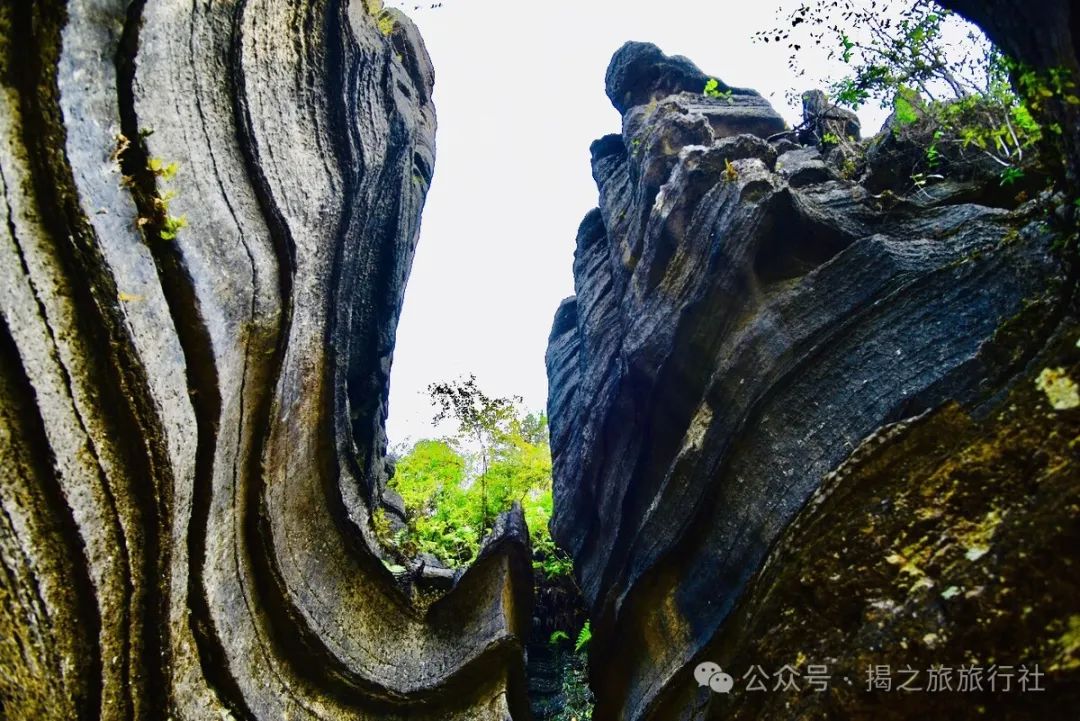 高山流水野生富硒茶