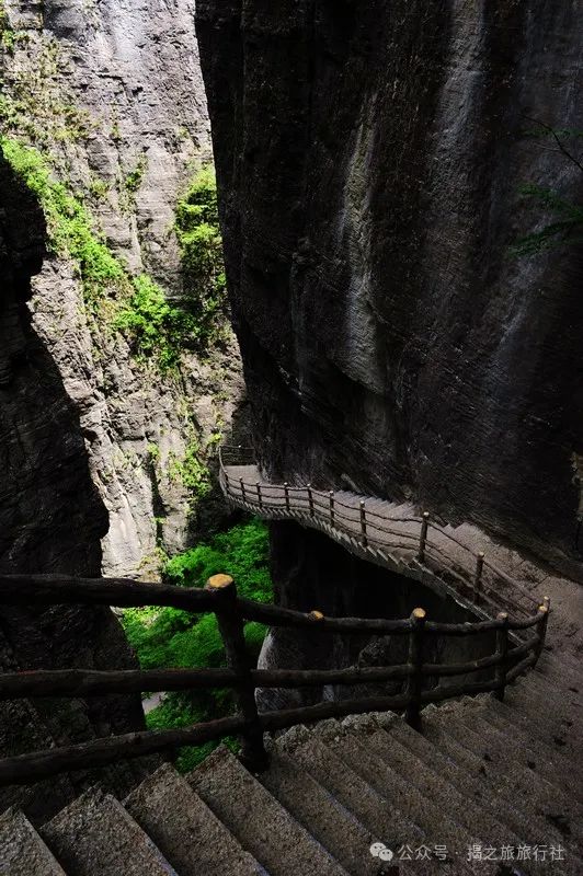 高山流水野生富硒茶