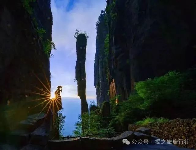 高山流水野生富硒茶