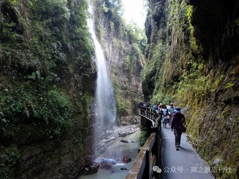 高山流水野生富硒茶