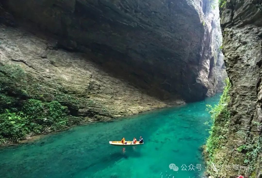 高山流水野生富硒茶