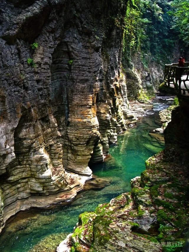 高山流水野生富硒茶