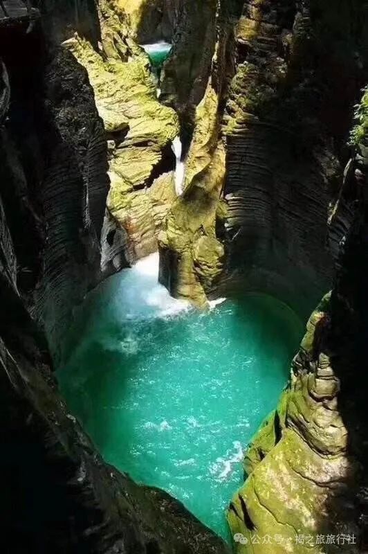 高山流水野生富硒茶