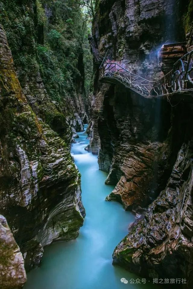 高山流水野生富硒茶