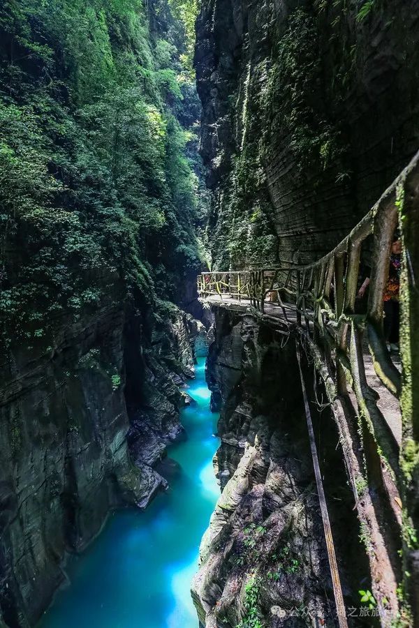 高山流水野生富硒茶