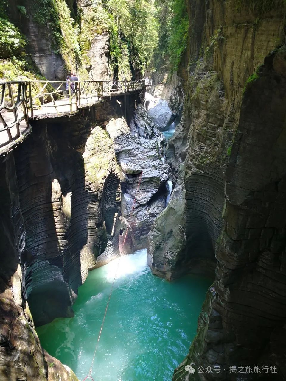 高山流水野生富硒茶