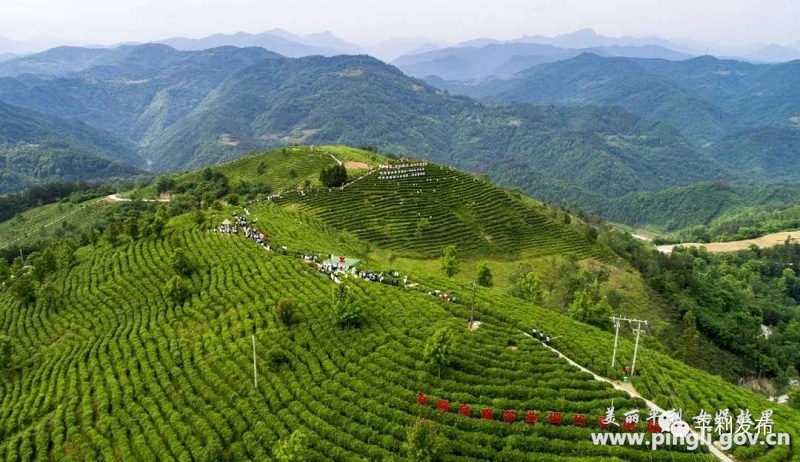 陕西富硒茶在哪个山