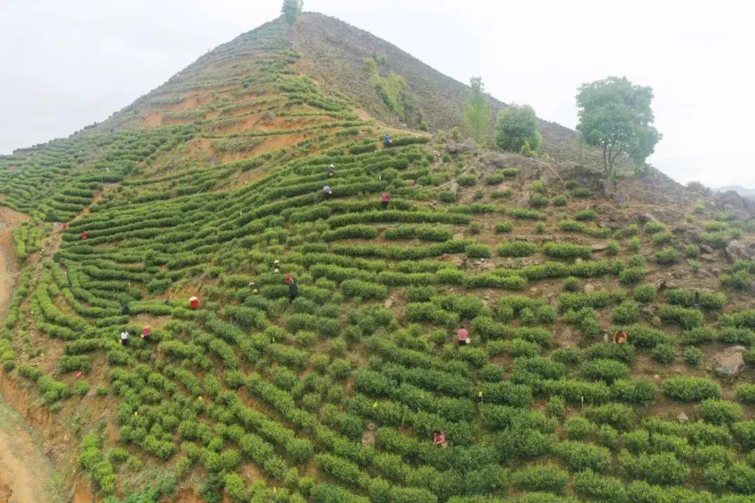 富硒茶的功效和作用