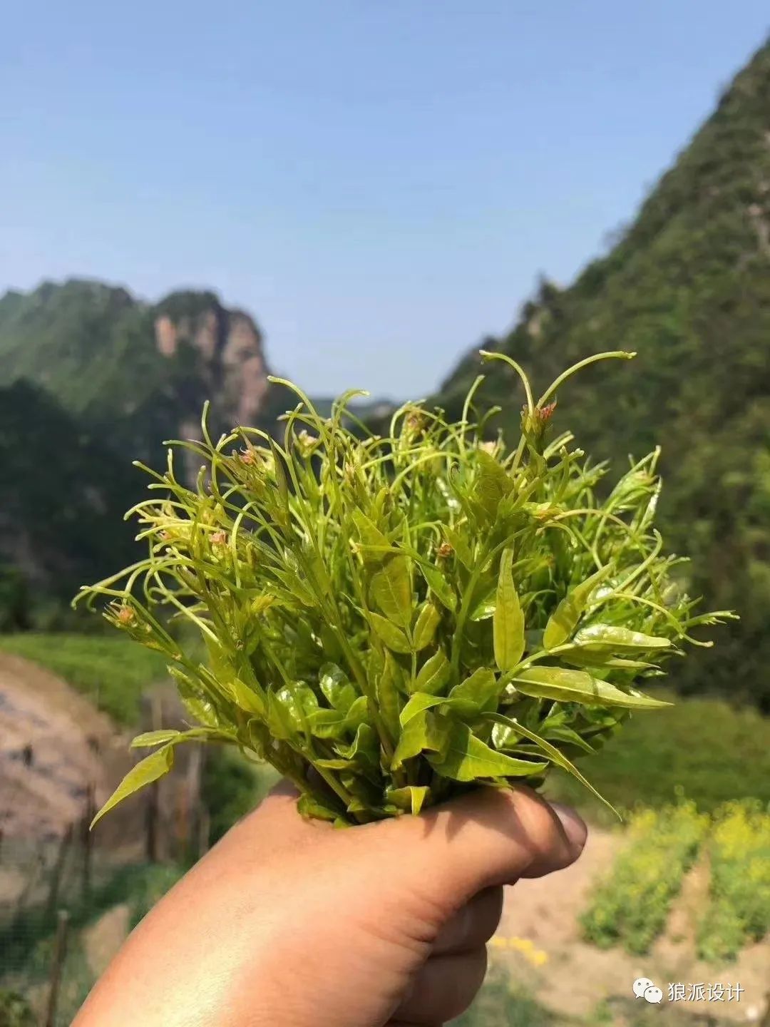 野生富硒藤茶的功效