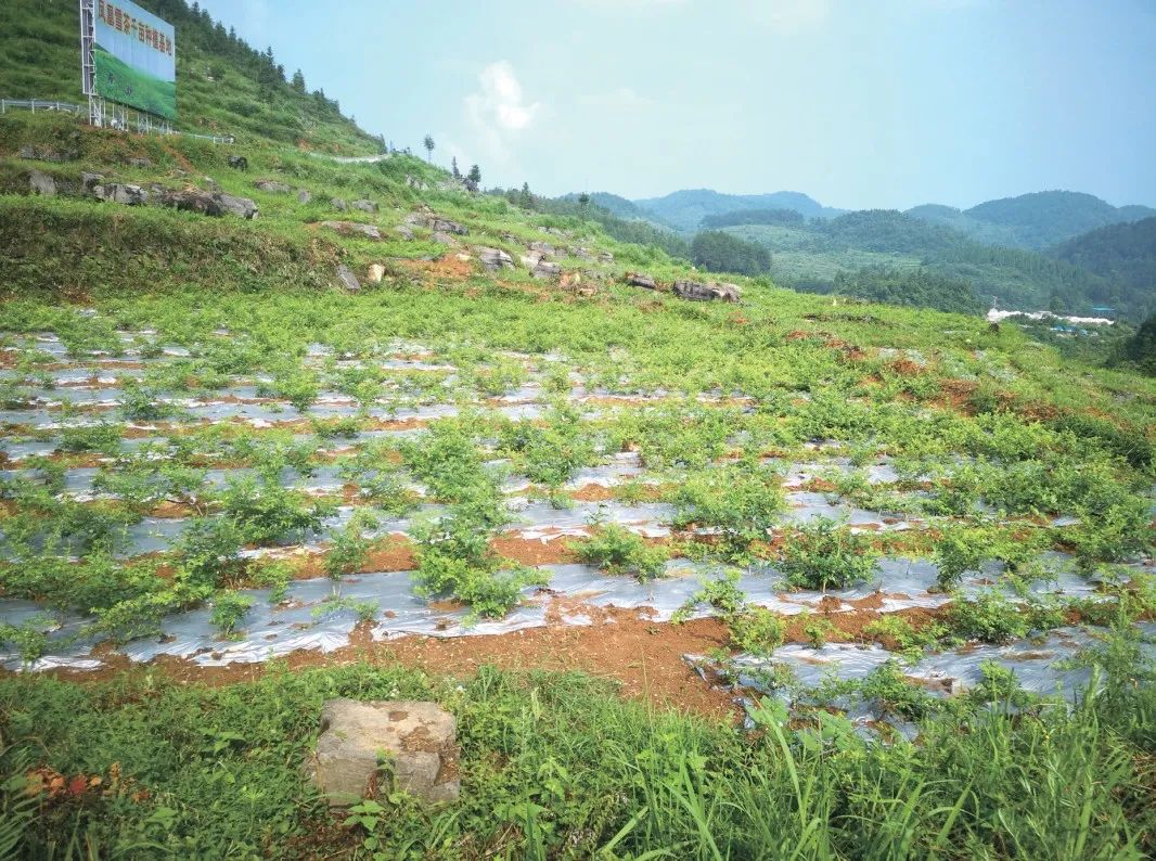 野生富硒藤茶的功效