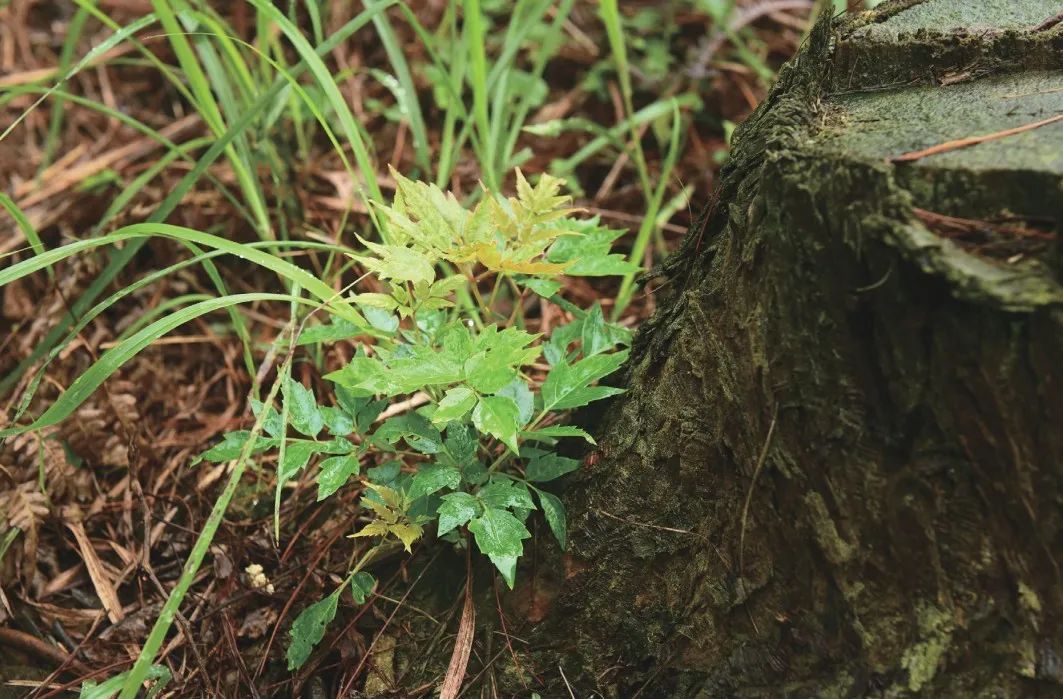 野生富硒藤茶的功效