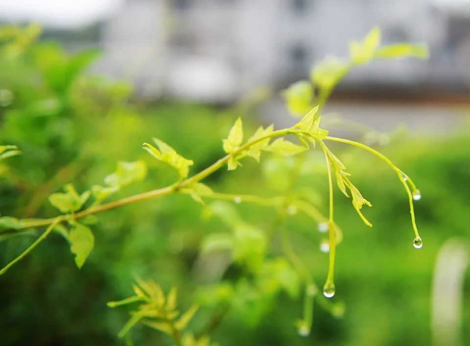 野生富硒藤茶的功效