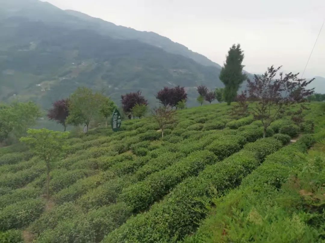 天然手工炒制富硒茶