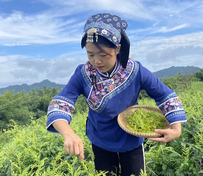 莓茶哪个部分富硒好