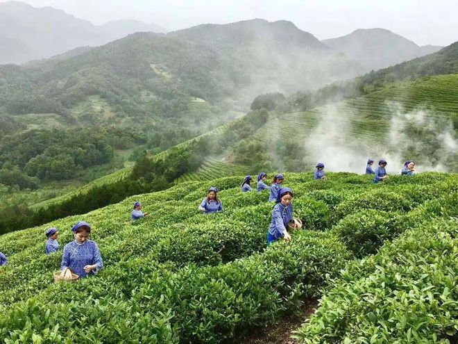 欢迎来到陕西富硒茶